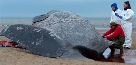 A Dead Whale Found With 6 Kg Of Plastic In It Is Sad Proof Of How ...