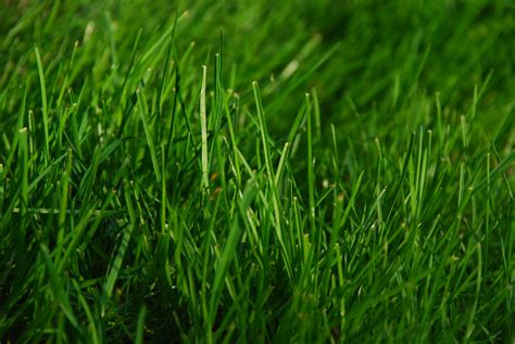 Bestand:Green Grass.JPG - Wikipedia