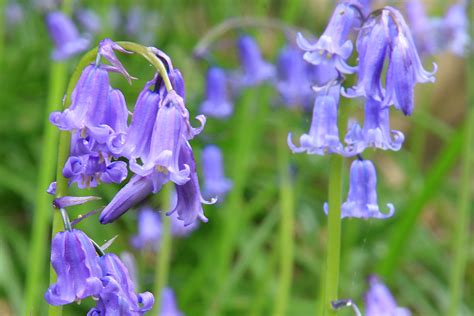 Best walks for British bluebells - The English Garden