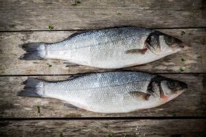 How to Catch Hybrid Striped Bass | Fishing Munk