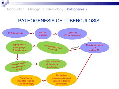 Pathogenesis of tuberculosis