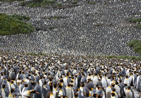 Largest King Penguin Colony Population Has Declined Drastically | The ...