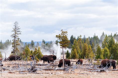 «A Herd Of Buffalo Grazing At Yellowstone National Park» del ...