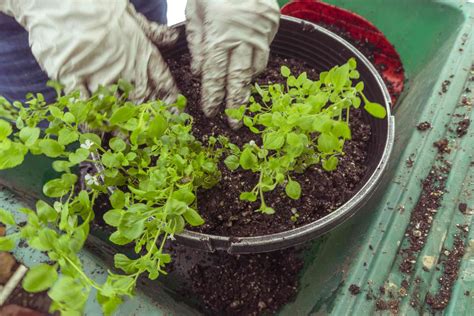 How to Grow and Care for Water Hyssop