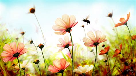 Summer Flower Wallpapers - Top Free Summer Flower Backgrounds - WallpaperAccess