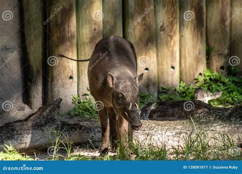 Babirusa stock image. Image of animal, mammal, hairy - 128081877