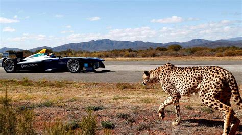 Drag Race: Formula E vs Cheetah