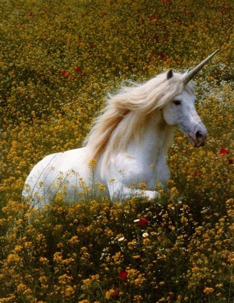 Pin by Ava Hermann on Rêver | Real unicorn, Unicorn, Unicorn and fairies