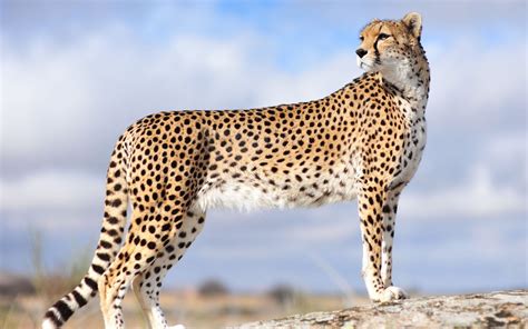 Cheetah | World Fastest Animal Interesting Facts | Animals Lover