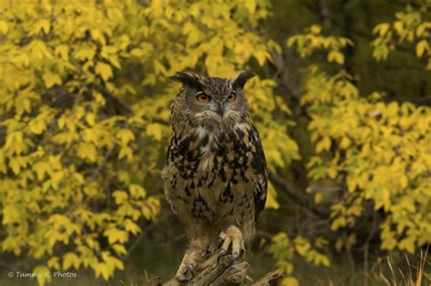 Owls and Their Prey | Bird Academy • The Cornell Lab