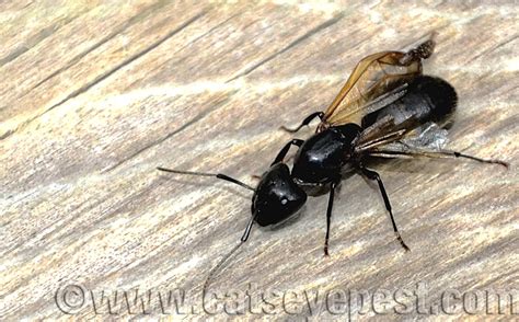 Do Carpenter Ants Have Wings? | Catseye Pest Control