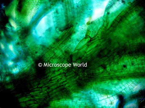 Microscope World Blog: Moss Under the Microscope