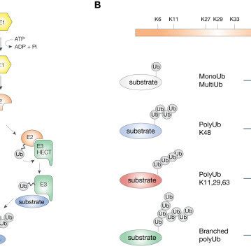 The ubiquitin pathway. A) Schematic representation of the... | Download Scientific Diagram