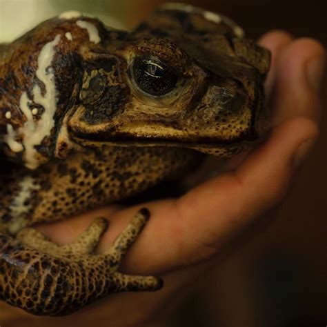 A giant cane toad in the hands of @harry__turner . In South America , cane toads are wonderful ...