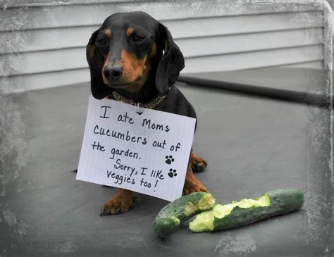 One reason to have raised beds for your garden... | Funny dachshund ...