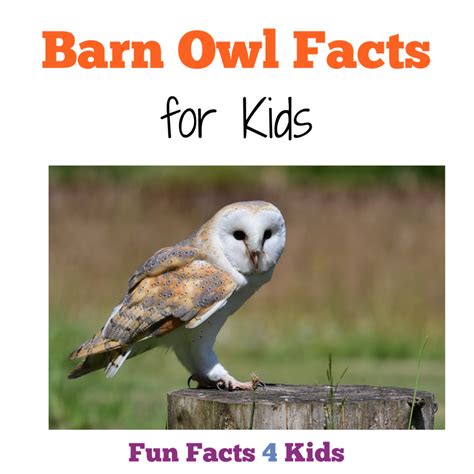 Fun Barn Owl Facts for Kids – Fun Facts 4 Kids