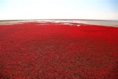 Red Beach In China Attracts Tourists Every Autumn To See It's Stunning ...