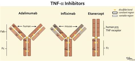 TNF-alpha Inhibitors - MSK - Medbullets Step 1