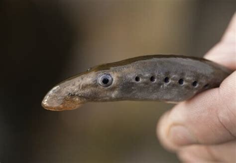 The Sea Lamprey: Habitat and Morphology - My Animals