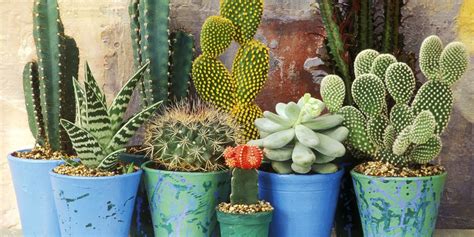 Cactus Plants - 7 Things To Know About Cacti