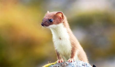 Weasel - Facts, Diet & Habitat Information