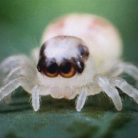 The Patu Digua Spider: A Tiny Marvel of the Arachnid World | WorldWeet