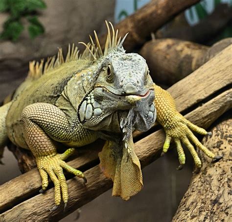 iguana front view - Google Search | Animais, Insetos