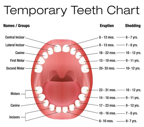 Tooth Eruption and Shedding | Alpine Family Dental