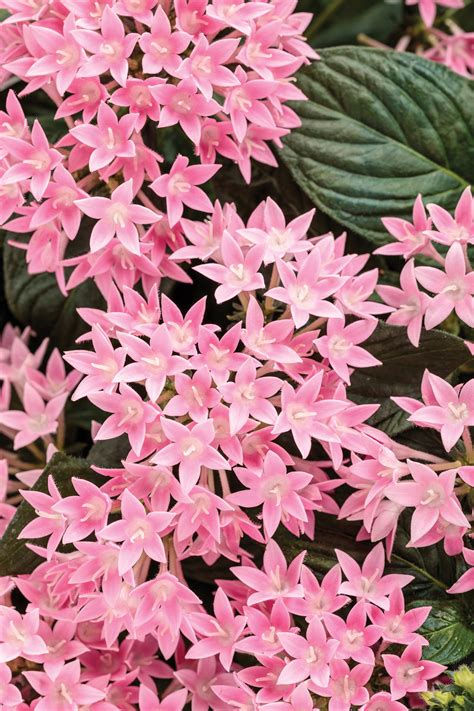 Sunstar® Pink Egyptian Star Flower | Plant Addicts