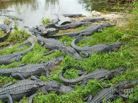 Alligator Mating Season Photograph by Jason Rose