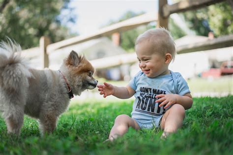 How to Prepare Your Dog for a Baby | Sidewalk Dog