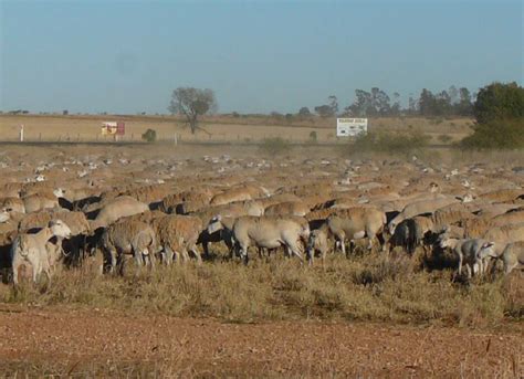 Broken Hill producer droving sheep through Queensland | Queensland ...