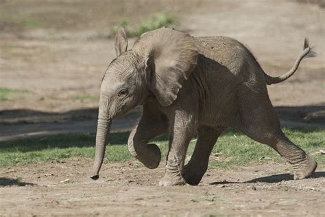 Baby Elephant Gets Her Name | Live Science