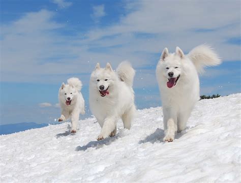 Tìm Hiểu Về Giống Chó Samoyed | Mua Bán - Bảng Giá - Tính Cách Kinh Nghiệm Nuôi