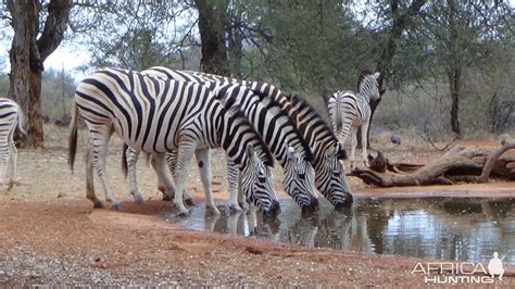 Zebra Botswana | AfricaHunting.com