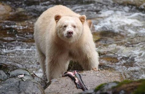 Kermode (Spirit) Bear Facts, Habitat, Diet, Pictures