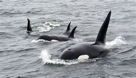 Researchers Believe That Orcas Are Learning to Attack Vessels