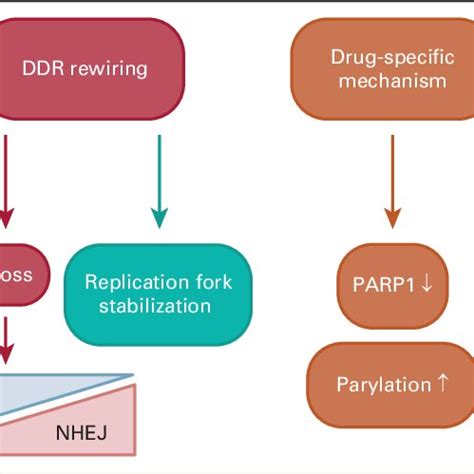 PARPi resistance mechanisms. Multiple mechanisms of resistance against ...