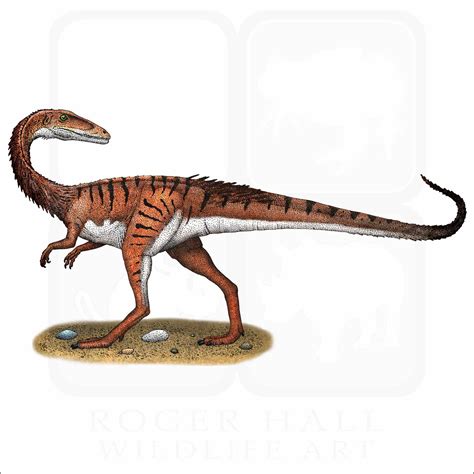 Coelophysis - Signed Fine Art Print - inkart