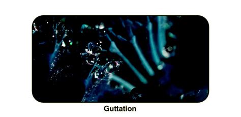 Guttation in Plants: Mechanism, Differences between Guttation and ...