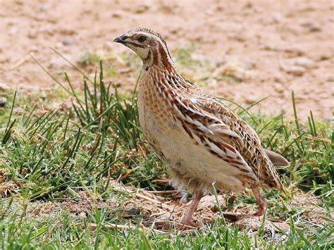 Common Quail | KuwaitBirds.org