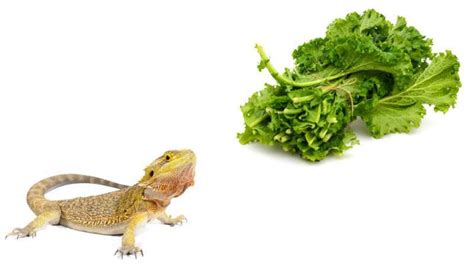 Can Bearded Dragons Eat Mustard Greens? | Pet Diet Guide