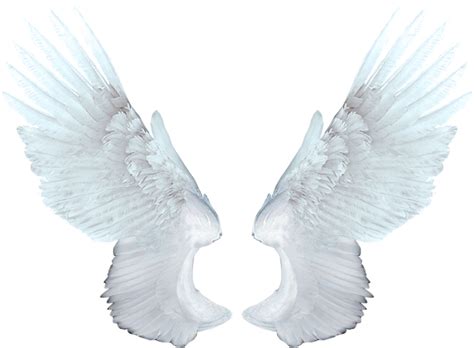 Wings Angel PNG | PNG All