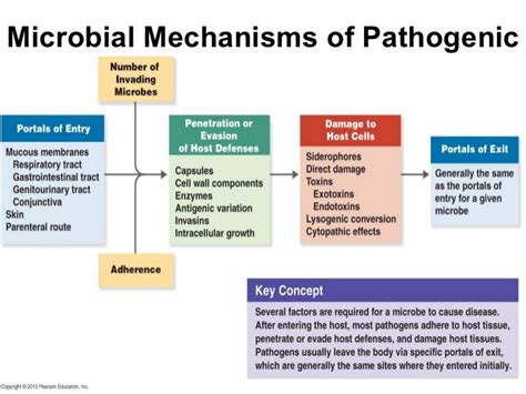 Bacterial Virulence