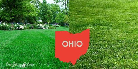 When To Plant Grass In Ohio? - Best Seasons & Techniques