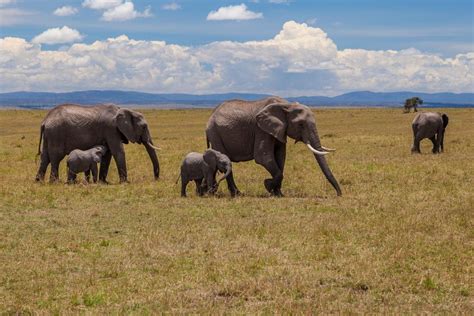 Masai Mara National Park - Hodari Africa Collection