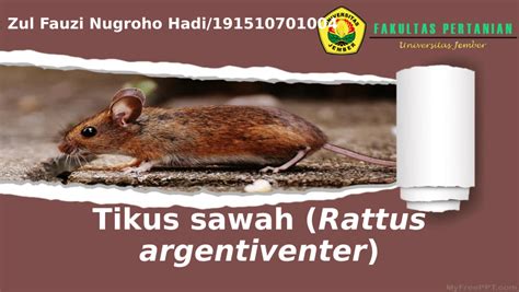 (PDF) Tikus sawah (Rattus argentiventer)