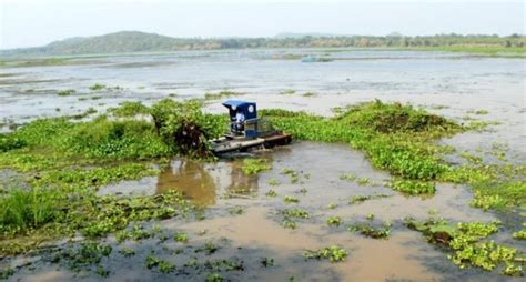 Local communities restore Ansupa Lake in Odisha