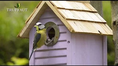 Quand les oiseaux se Nourrissent-ils ? - Cartes Postales Anciennes en 2024