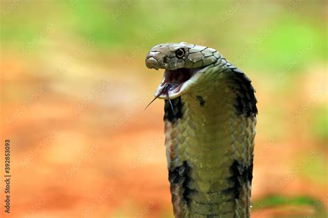 Closeup head of king cobra snake Stock Photo | Adobe Stock